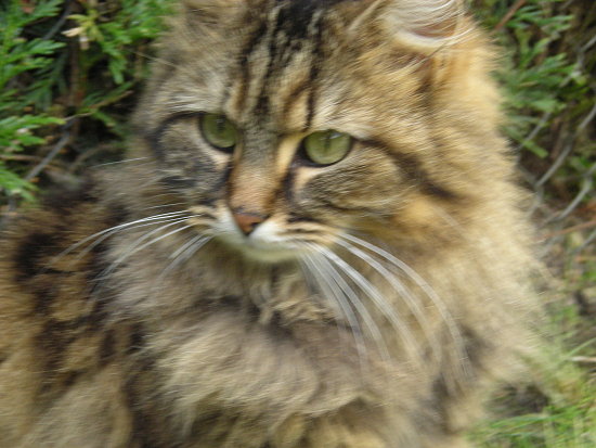 Xdee cat Xdee cat